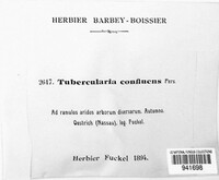 Tubercularia confluens image